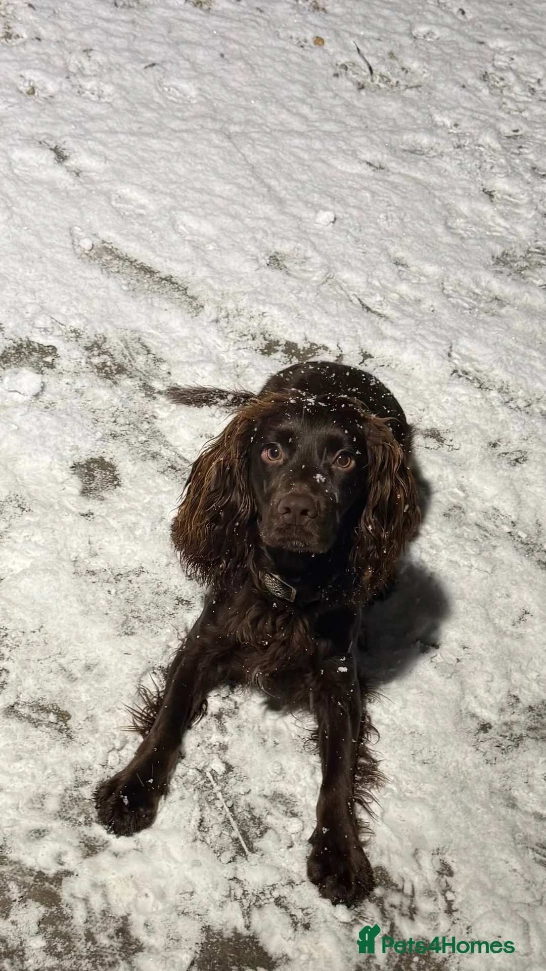 Cocker Spaniel dogs for stud: STUD Working cocker spaniel STUD  - Advert 2