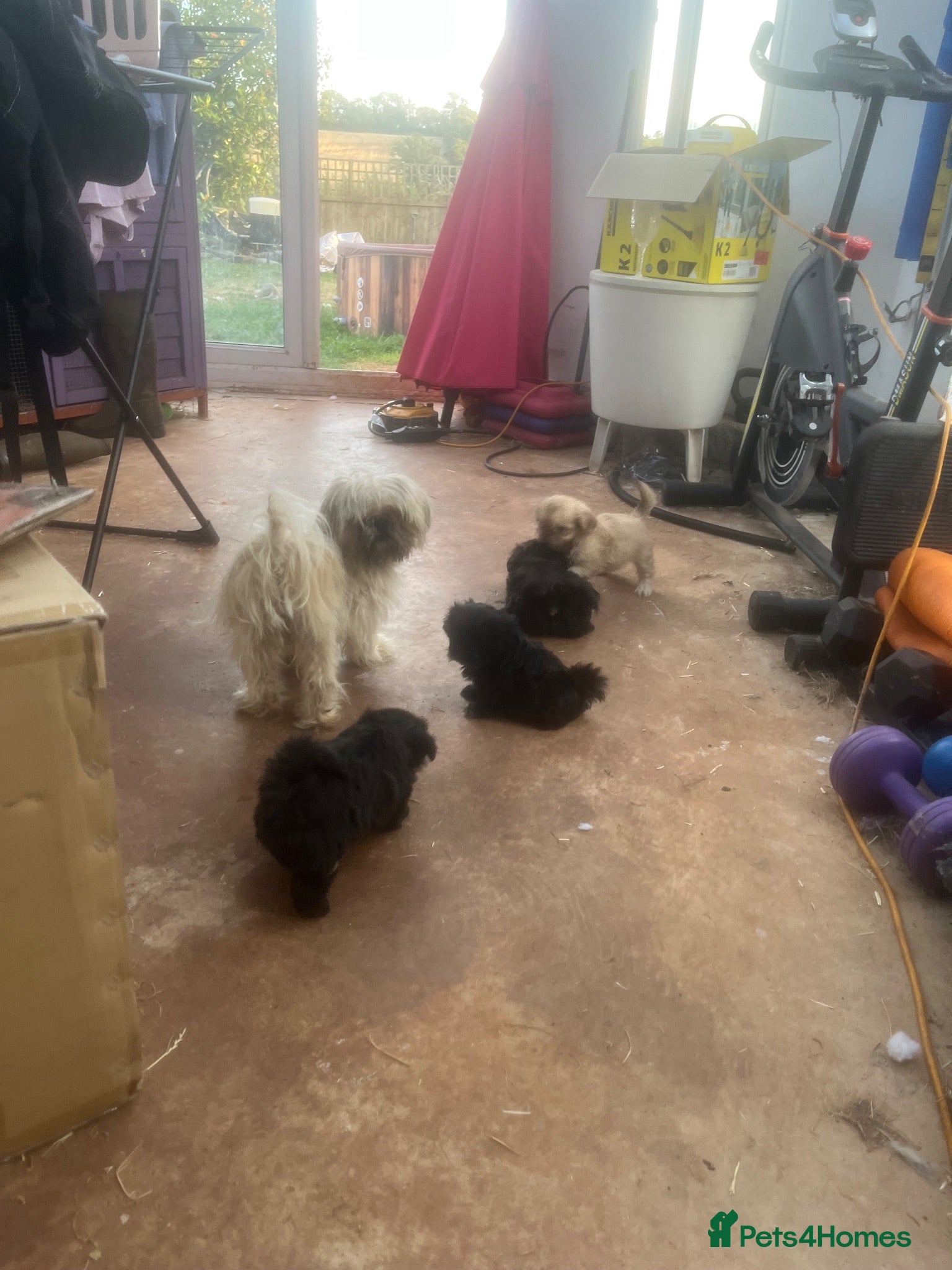 Shih Tzu dogs Shihtzu  - Advert 8