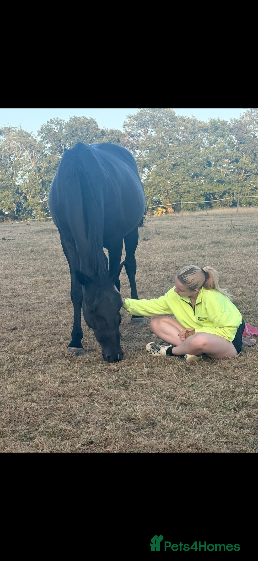 American Standardbred horses for sale: 15hh black mare  - Image 12