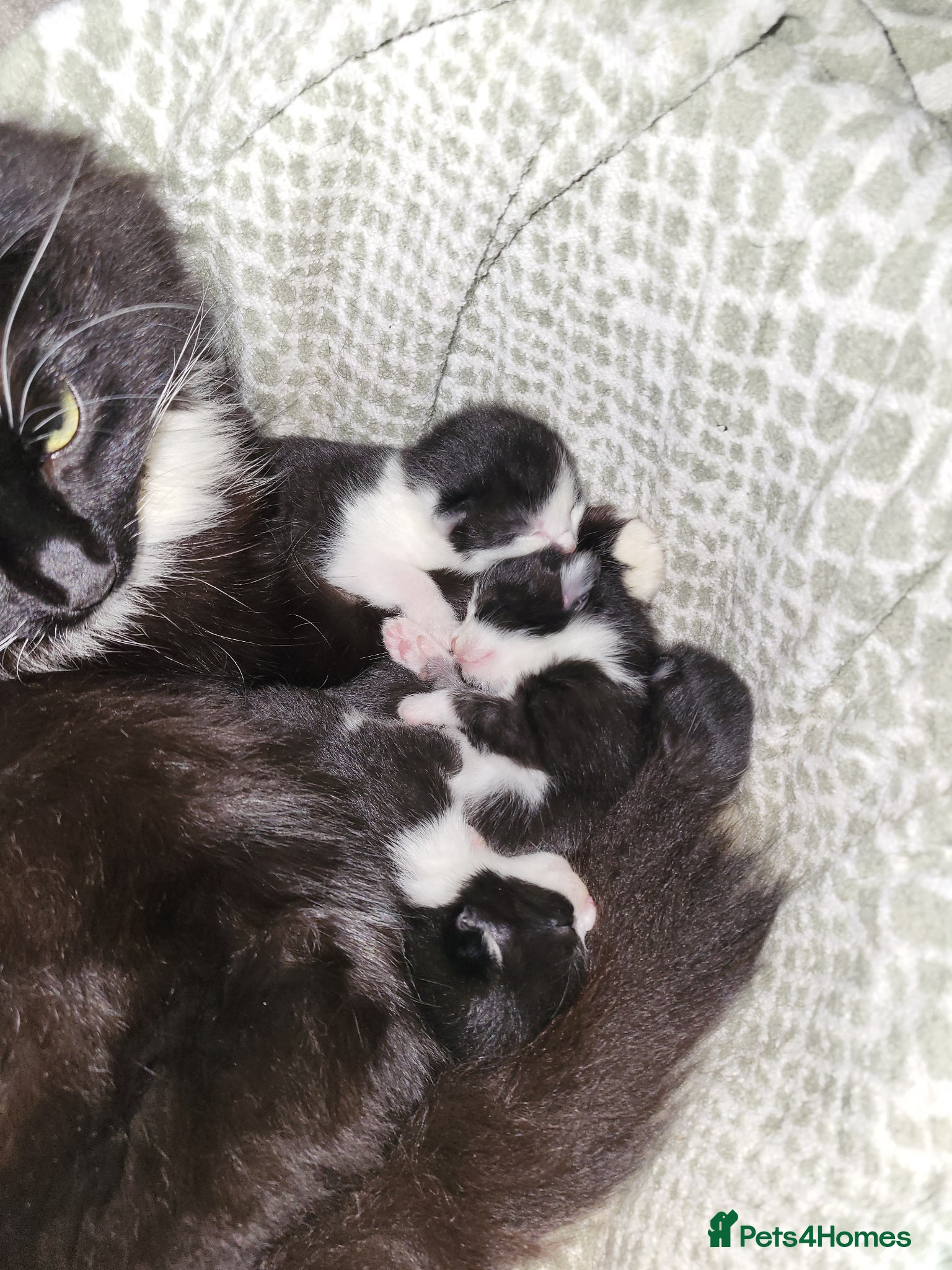 Mixed Breed cats Black and white farm kittens  - Advert 1