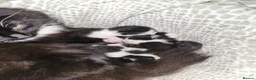 Mixed Breed cats for sale: Black and white farm kittens  - Advert 1