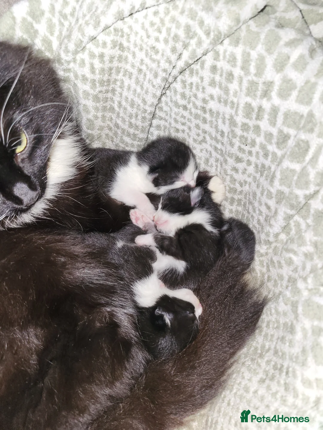 Mixed Breed cats for sale: Black and white farm kittens  - Advert 1