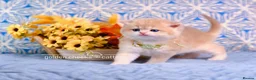 British Shorthair cats for sale: Exceptional Kittens from Outstanding Bloodlines  - Advert 7