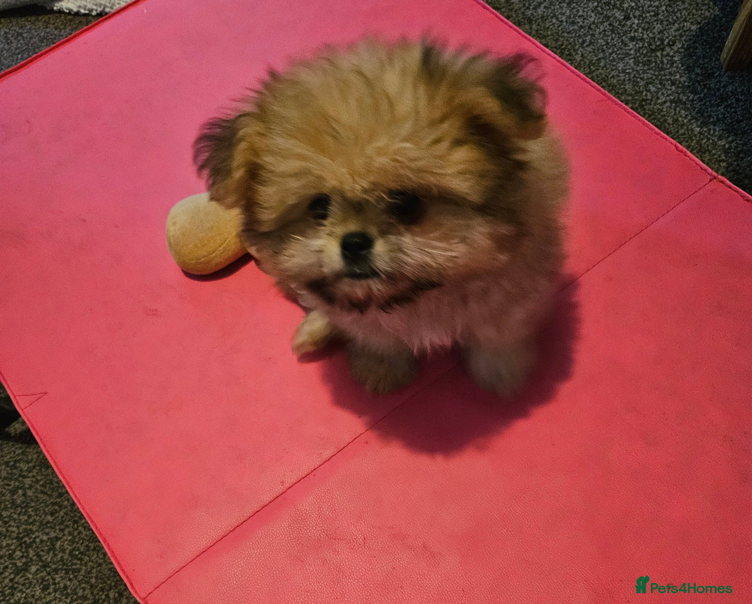 Mixed Breed dogs Last one left,quality pomeranian and shitzu cross - Advert 2