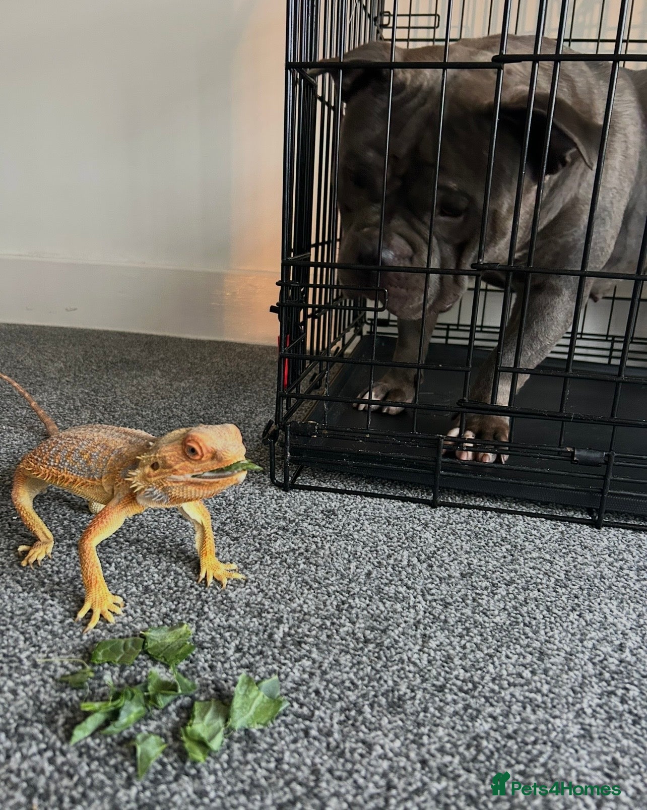 Bearded Dragon reptiles Bearded Dragon For sale. - Advert 1