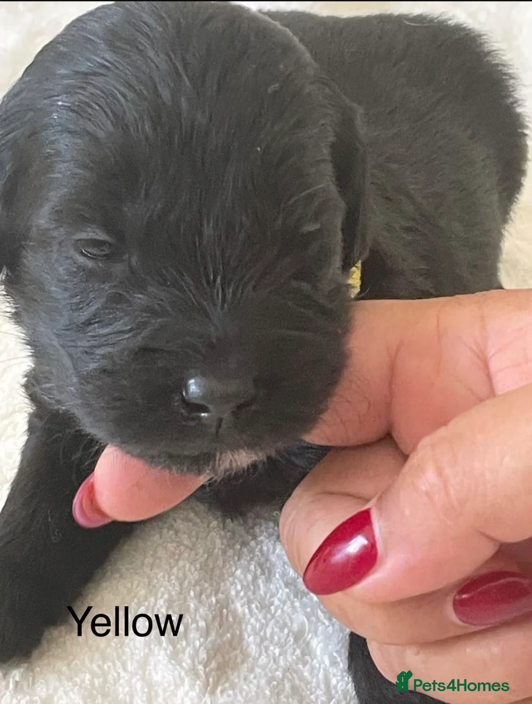 Labradoodle dogs for sale: Ready now - last few remaining  - Advert 39