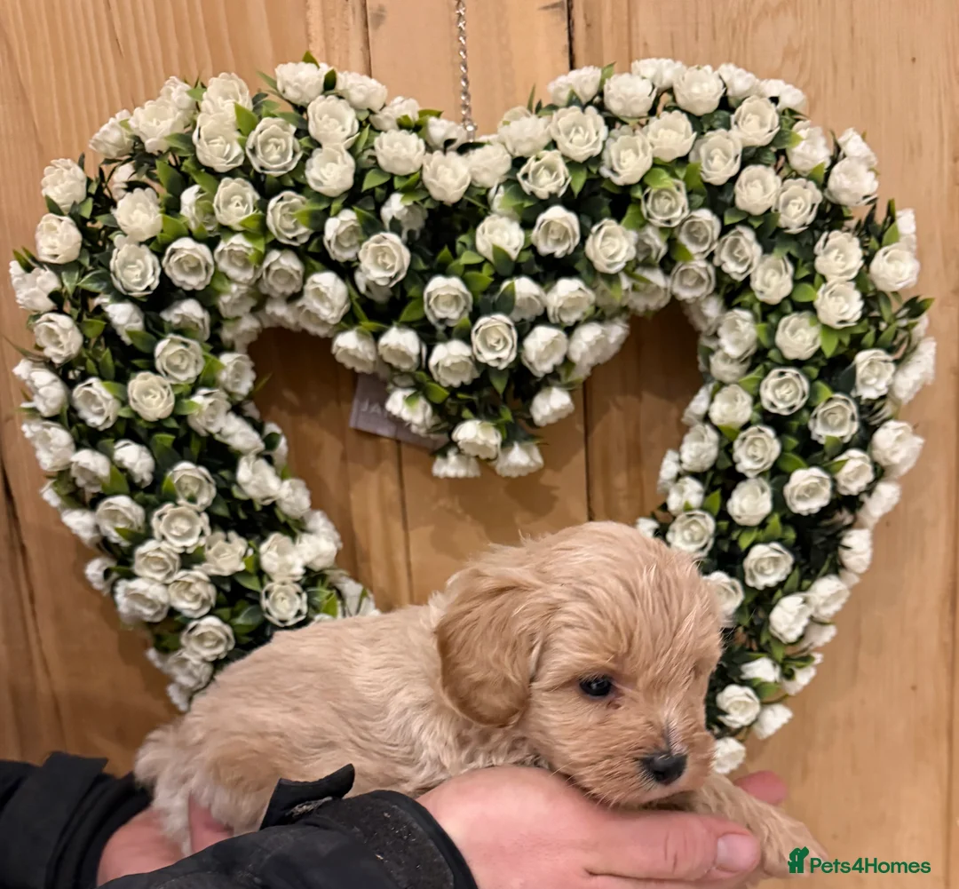 Cavachon dogs for sale: Outstanding Toy Cavapoochon Puppies *last girl * - Advert 2