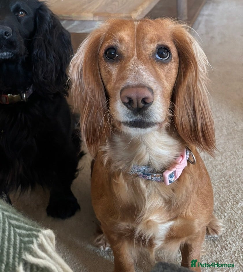 Cocker Spaniel dogs Beautiful 3 year old Working Cocker Spaniel Bitch - Advert 11