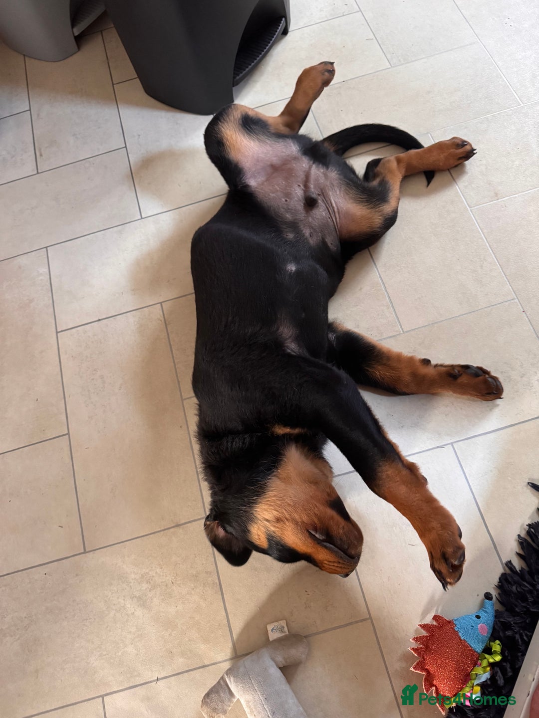 Rottweiler dogs for sale: Denzil  - Image 5