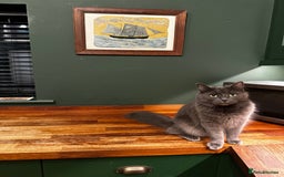 Russian Blue cats for sale: Sweet 4 Year Old Russian Blue Girl  - Image 7