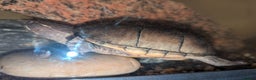 Turtle reptiles for sale: Pair of Female Musk Turtles - Terrapins - Advert 7