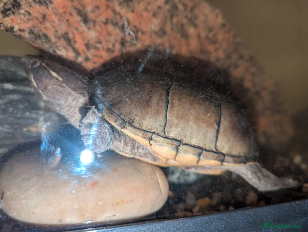 Turtle reptiles for sale: Pair of Female Musk Turtles - Terrapins - Advert 7