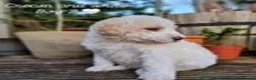 Labradoodle dogs for stud: Hypoallergenic Health Checked Labradoodle PROVEN  - Advert 21