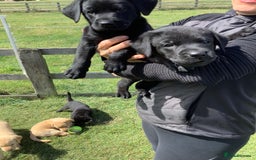Labrador Retriever dogs for sale: Top class working Labrador pups - Image 2