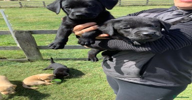 Labrador Retriever dogs - Advert 10