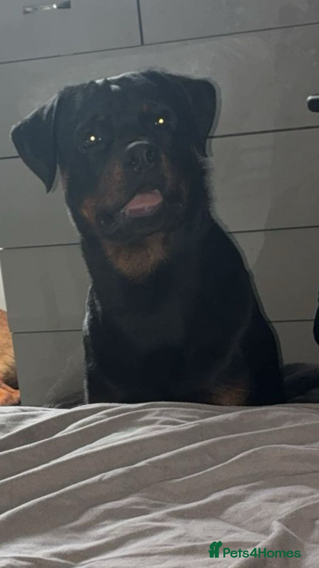 Rottweiler dogs for sale: My Rottweiler Bear - Advert 6