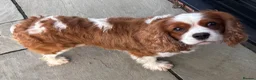 Cavalier King Charles Spaniel dogs for stud: KC Reg Heart/Eye/Health tested for Stud - Advert 6
