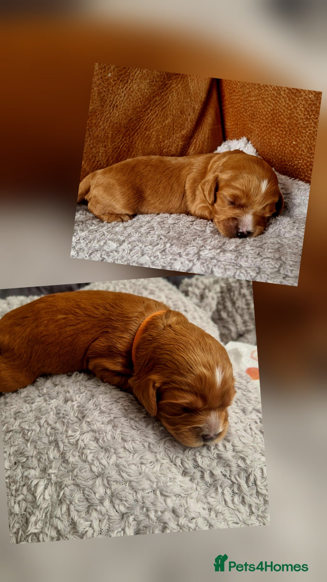 Mixed Breed dogs for sale: Cavapoo/cockapoo, ready September £1250. Cardiff - Image 6