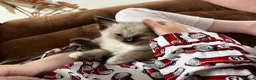 Maine Coon cats for sale: 4 LEFT! Stunning main coon x ragdoll kittens  - Advert 25