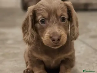 Miniature Dachshund dogs Miniature Dachshund KC Reg Longhair Isabella & Tan - Advert 7