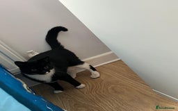 Mixed Breed cats for sale: Mix breed kittens  - Image 2