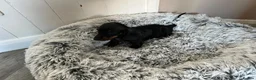 Miniature Dachshund dogs for sale: Miniature dachshund puppies - Advert 15
