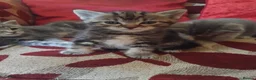 Mixed Breed cats for sale: 5 week old beautiful fluffy babies.  - Advert 5