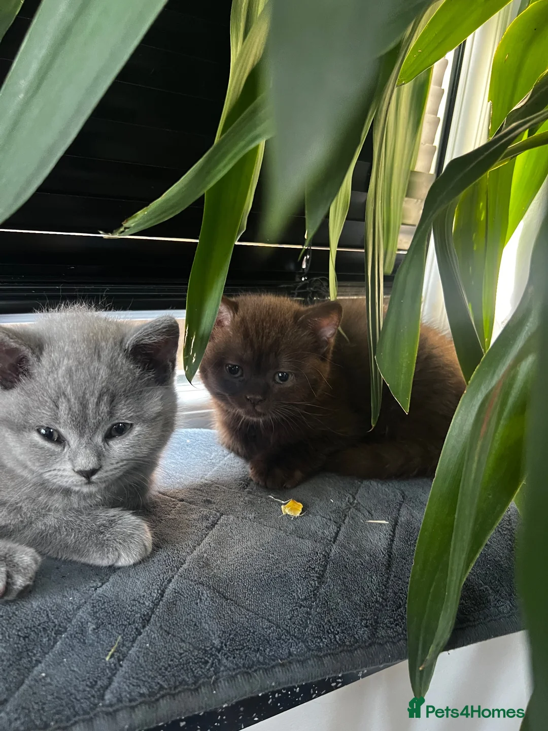 British Shorthair cats for sale: British Shorthair Kittens – Grey Girl & Brown Boy - Advert 12
