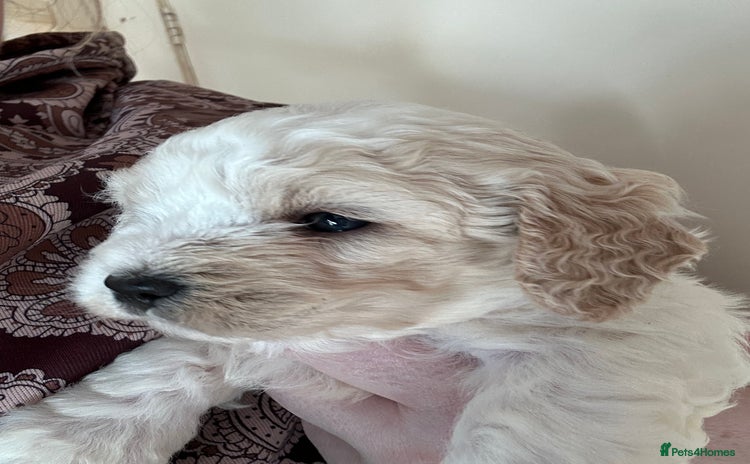 Cavapoochon dogs Cavapoochon! Our December Reindeer Litter!  - Advert 1