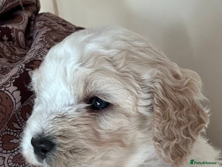 Cavapoochon dogs Cavapoochon! Our December Reindeer Litter! - Advert 5