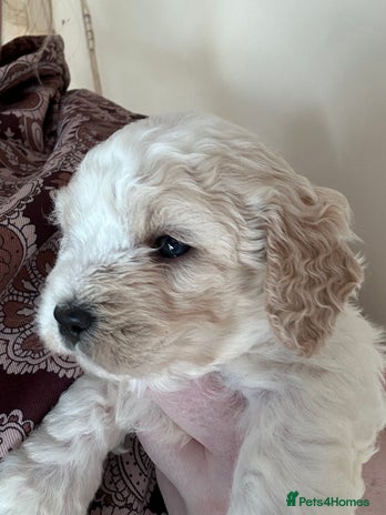 Cavapoochon dogs Cavapoochon! Our December Reindeer Litter! - Advert 1