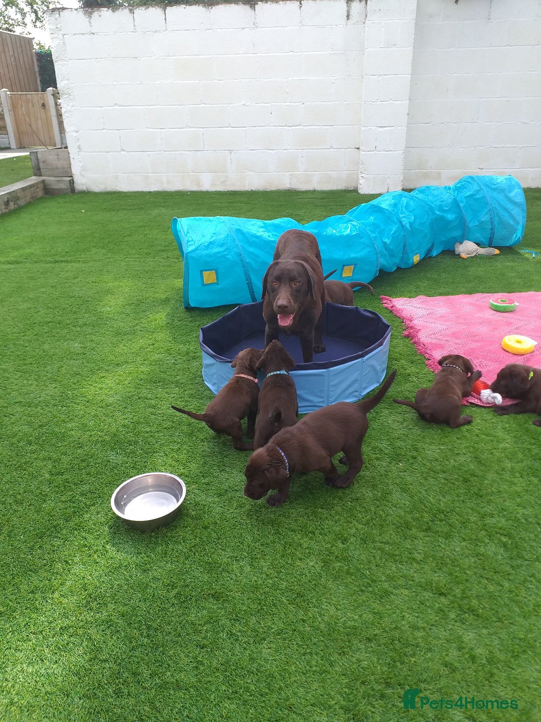 Labrador Retriever dogs for sale: KC Chocolate labrador (Ready To Go Now)🦮 - Image 14
