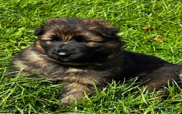 German Shepherd dogs for sale: ⭐️KC big bone GSD puppies ⭐️ - Image 10