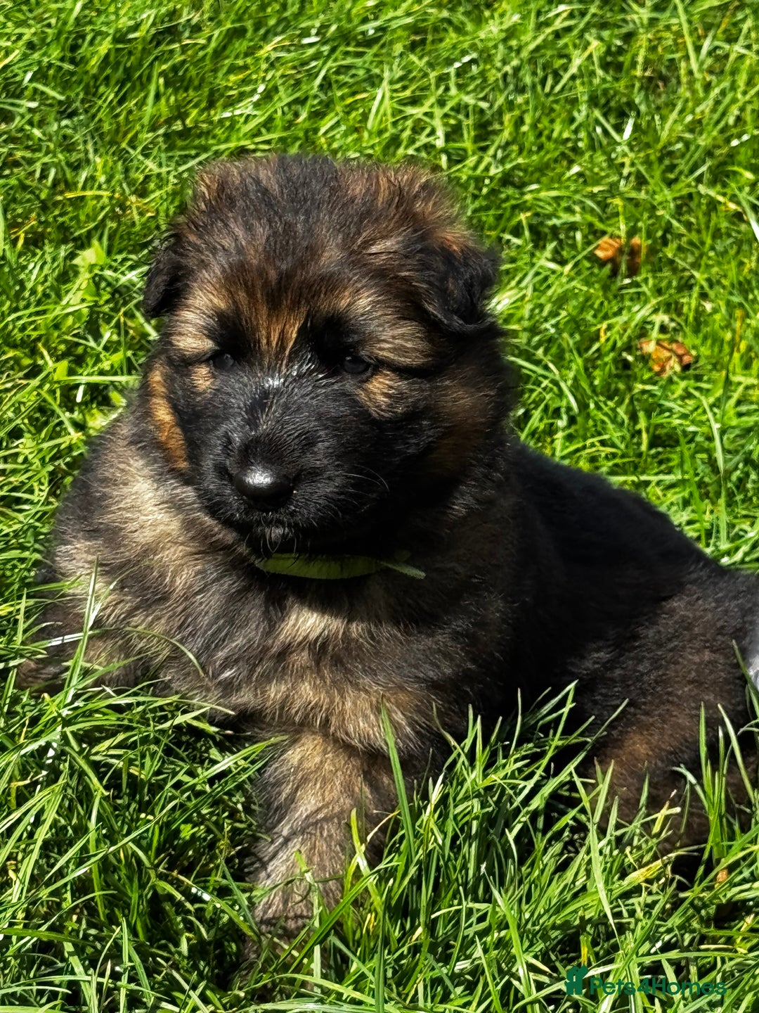 German Shepherd dogs for sale: ⭐️KC big bone GSD puppies ⭐️ - Image 10