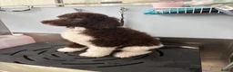 Standard Poodle dogs for sale: Standard poodle brown and white parti  - Advert 5