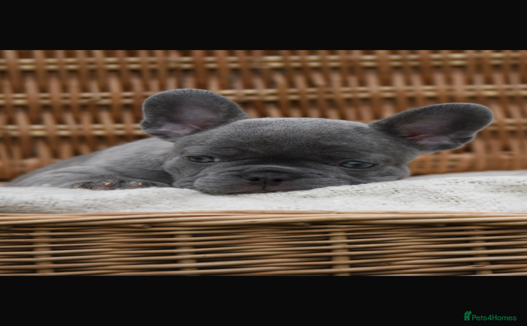French Bulldog dogs - Advert 4