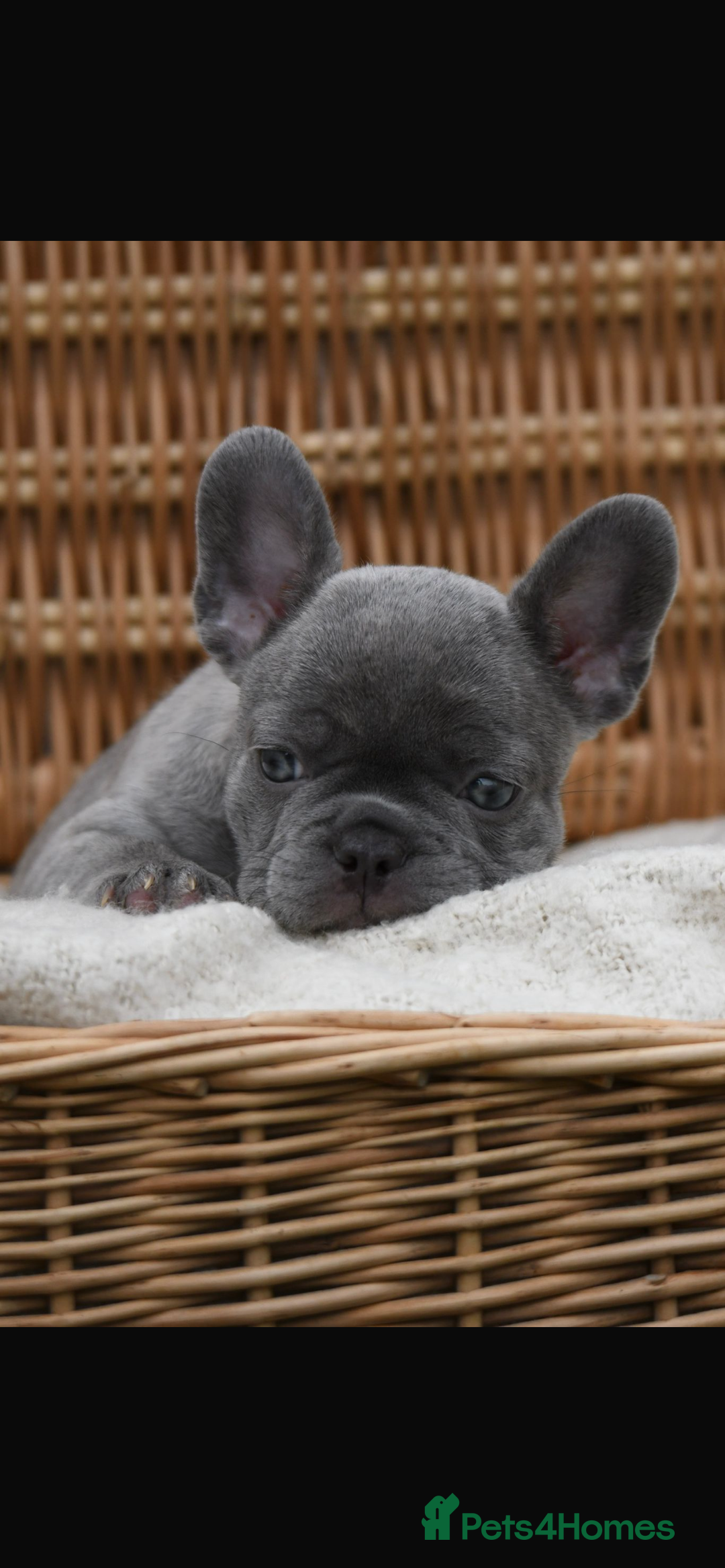 French Bulldog dogs for sale: Beautiful litter of 8 French bulldog puppies - Image 1