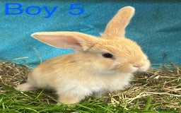 Dwarf Lop rabbits for sale: Baby bunnies looking for forever homes - Image 2