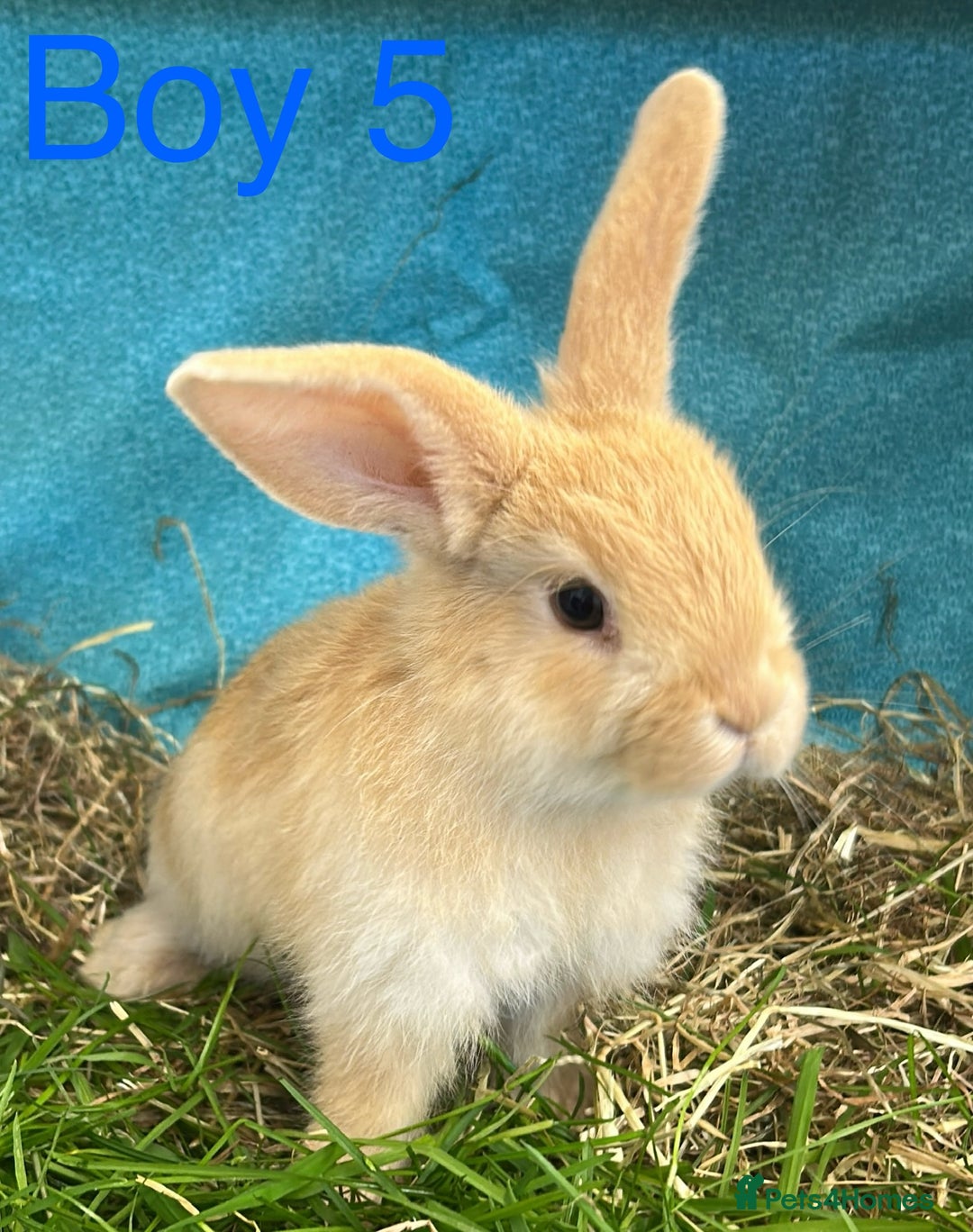 Dwarf Lop rabbits for sale: Baby bunnies looking for forever homes - Image 2