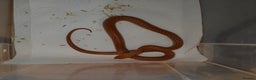 Snake reptiles for sale: African House Snake - Advert 2
