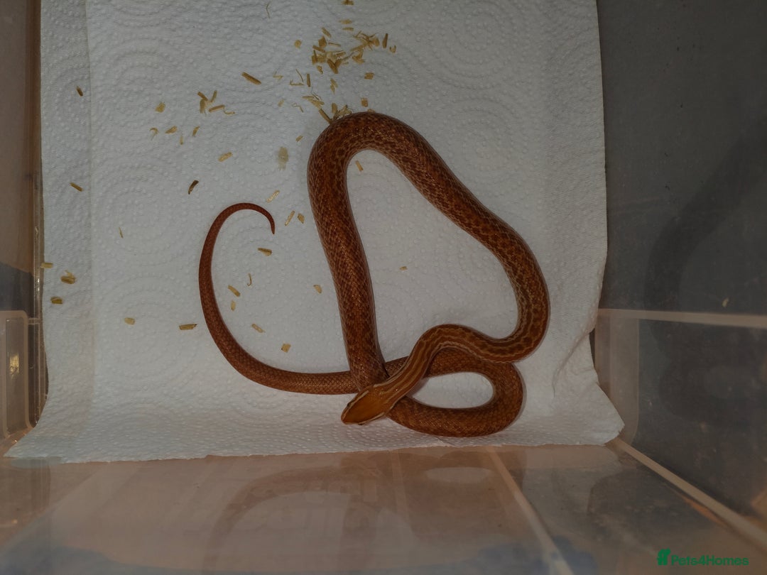 Snake reptiles for sale: African House Snake - Advert 2