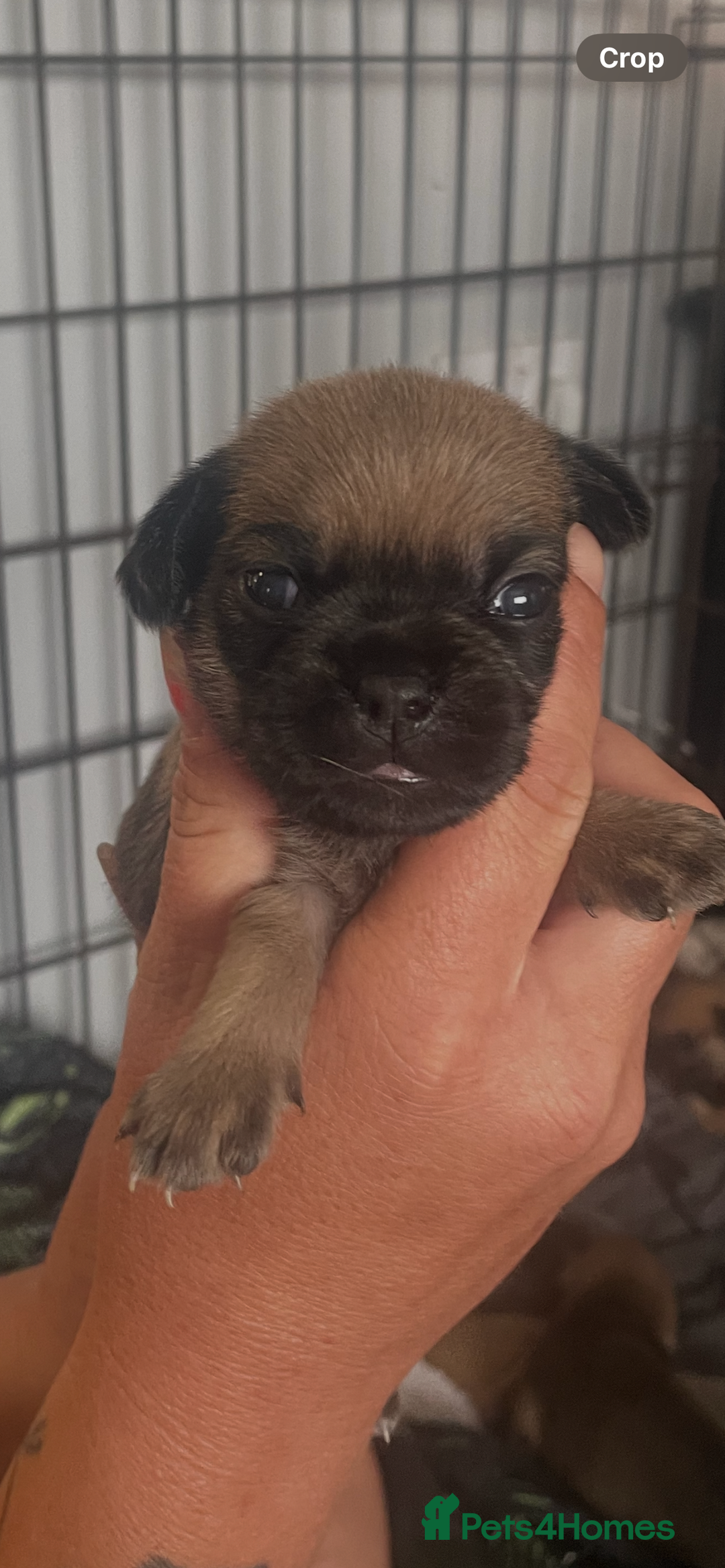 Mixed Breed dogs for sale: PUGAPOO 3 LEFT READY NOW  - Image 17