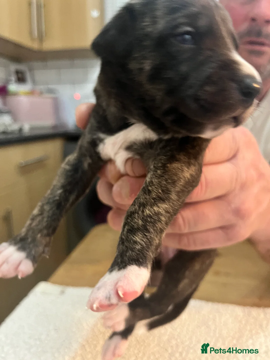 Bedlington Terrier dogs for sale: Beautiful Bedy/whippet Pups in Halstead - Advert 8