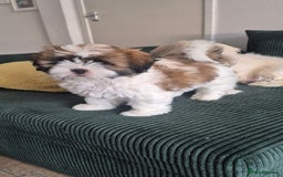 Lhasa Apso dogs for sale: Adorable Lhasa Apso Puppies  - Image 14