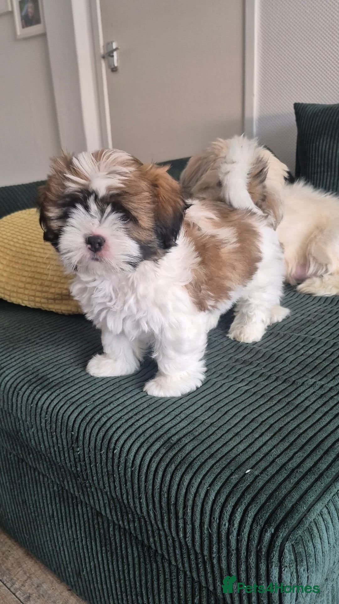 Lhasa Apso dogs for sale: Adorable Lhasa Apso Puppies  - Image 14