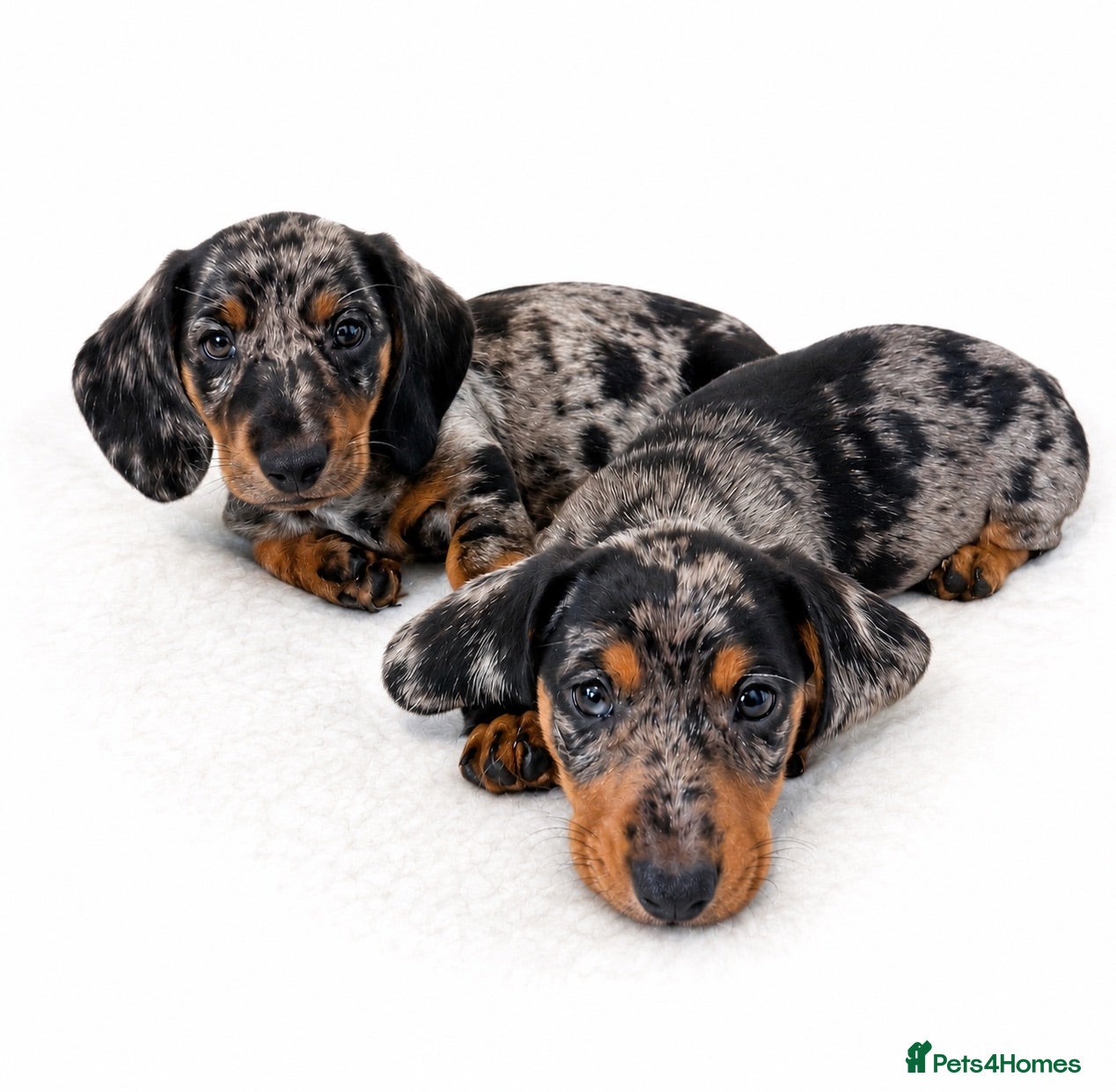 Miniature Dachshund dogs READY TO LEAVE, KC reg Mini dachshund pupies  - Advert 2