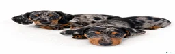 Miniature Dachshund dogs for sale: 5★ LICENSED BREEDER • KC REG BOYS READY NOW  - Advert 12