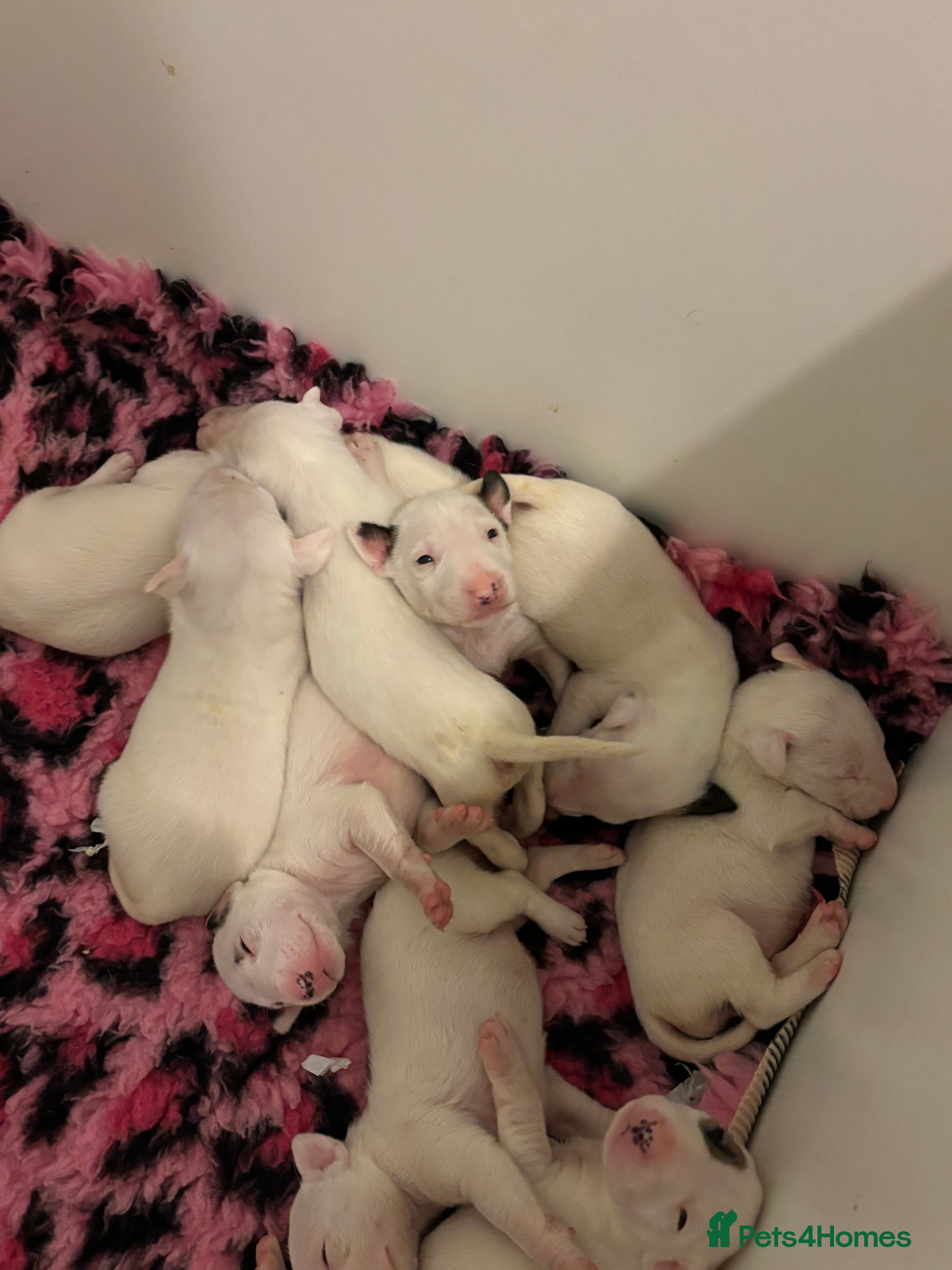 Bull Terrier dogs 🇬🇧🇬🇧BULLYVIEW BULL TERRIERS🇬🇧🇬🇧 - Advert 4