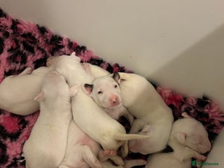 Bull Terrier dogs 🇬🇧🇬🇧BULLYVIEW BULL TERRIERS🇬🇧🇬🇧 - Advert 4