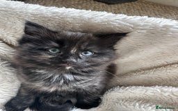 Ragdoll cats for sale: x4 adorable half ragdoll kittens ready to go soon - Image 3